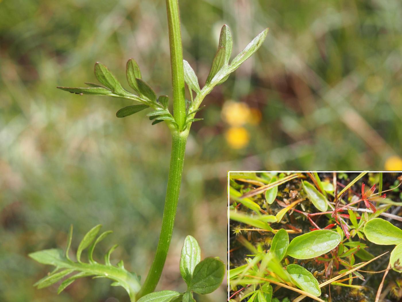 Valerian, Dioecious leaf